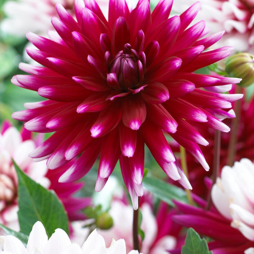 Dahlia Cactus Rebecca's World 1-pakke